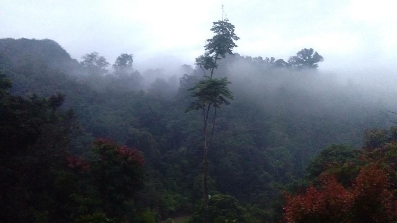 Green Forest Tangkahan Dış mekan fotoğraf