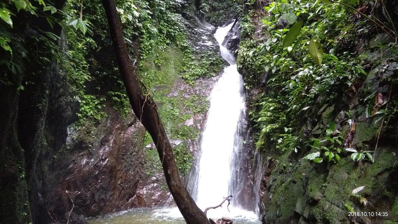 Green Forest Tangkahan Dış mekan fotoğraf